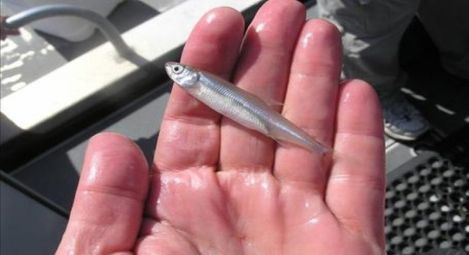 fish2