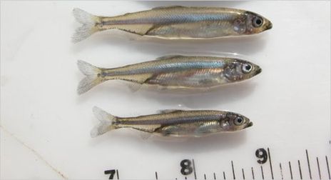 FISH