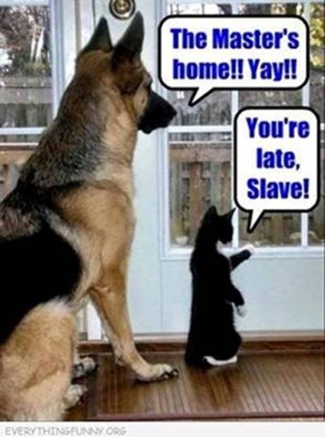 dog and cat