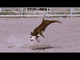 calf