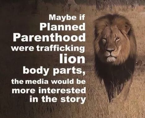 lion parts