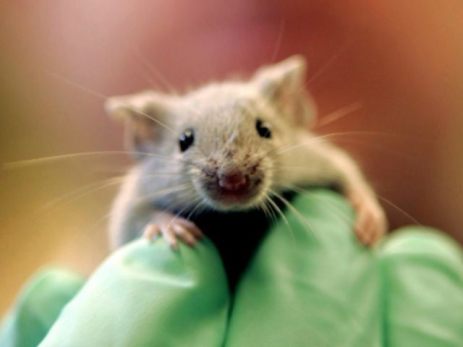 RAT