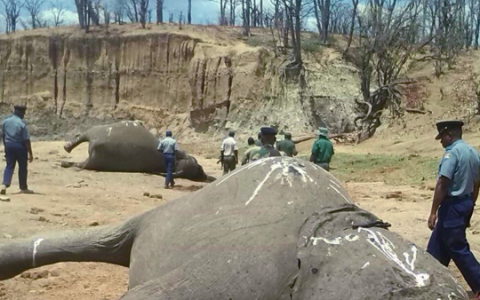 elphant
