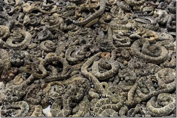 snakes