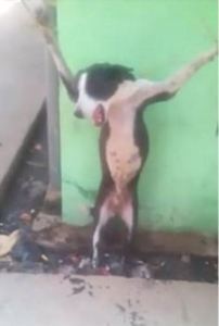 poor doggie