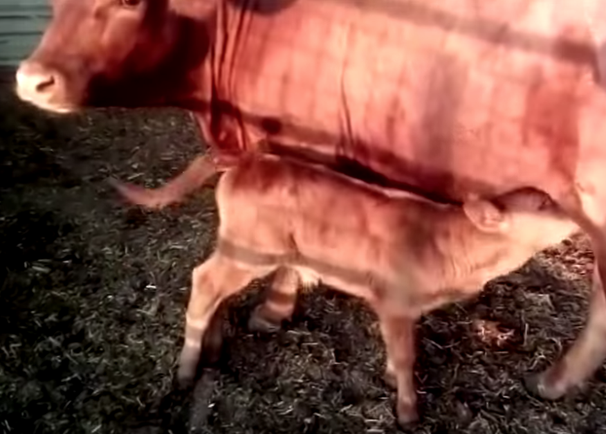 Red Heifer