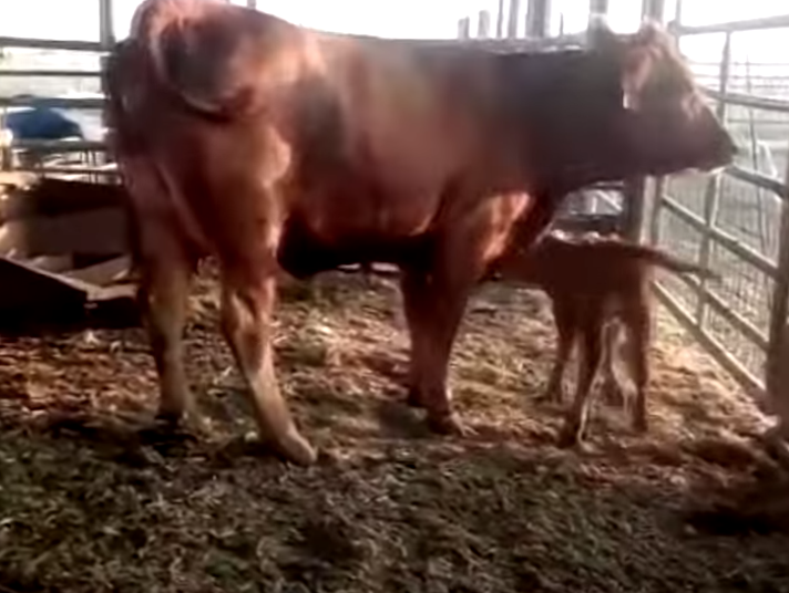 Red Heifer