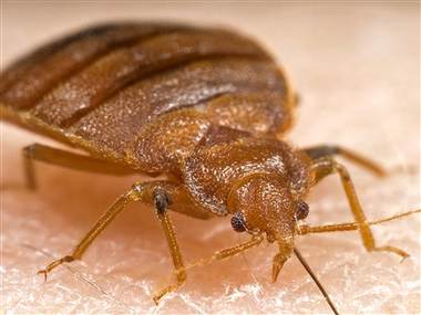 bedbug