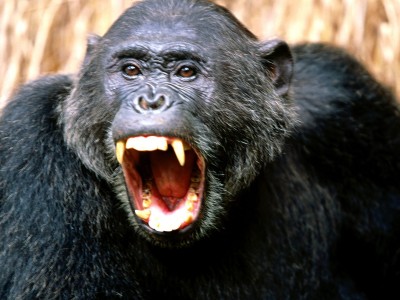 chimp