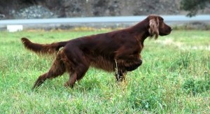Irish_Setter
