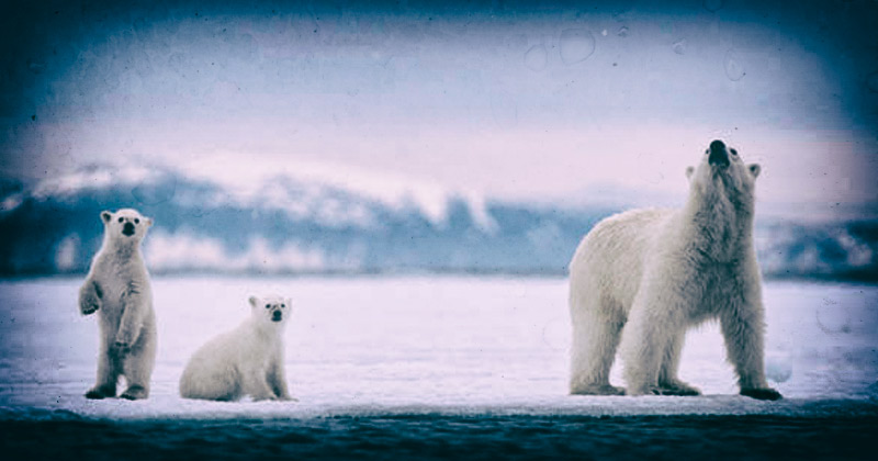 Youtube Blocks Polar Bear Explosion
