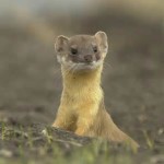 WEASEL 3